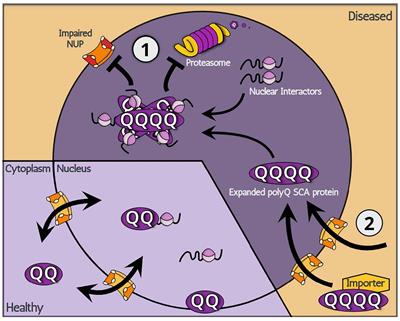 The Mechanisms of Nuclear Proteotoxicity in Polyglutamine Spinocerebellar Ataxias